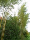 Bambusi kod farofa.